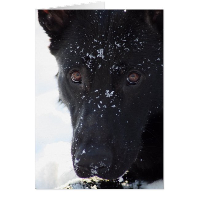Black German Shepherd (Voorkant)