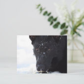 Black German Shepherd Briefkaart (Staand voorkant)