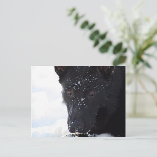 Black German Shepherd Briefkaart (Staand voorkant)