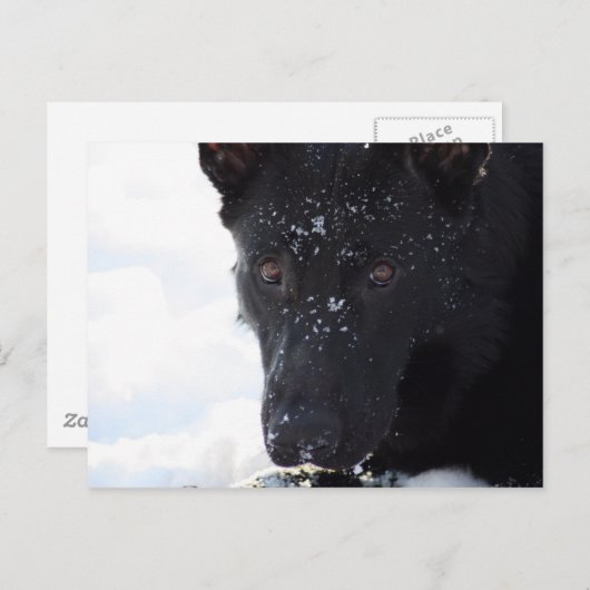 Black German Shepherd Briefkaart (Voorkant / Achterkant)