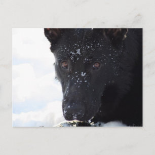 Black German Shepherd Briefkaart