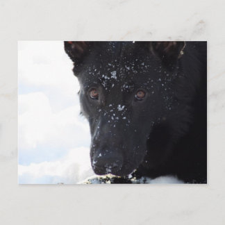 Black German Shepherd Briefkaart