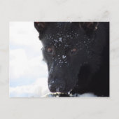 Black German Shepherd Briefkaart (Voorkant)