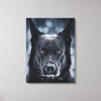 Black German Shepherd