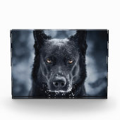Black German Shepherd Fotoblokken (Voorkant)
