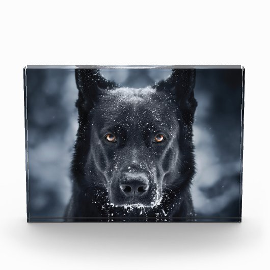 Black German Shepherd Fotoblokken (Voorkant)