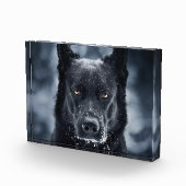 Black German Shepherd Fotoblokken (Rechts)