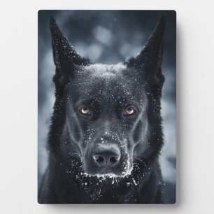 Black German Shepherd Fotoplaat