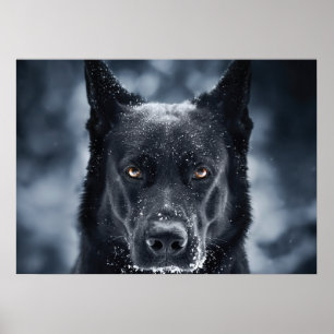 Black German Shepherd Poster