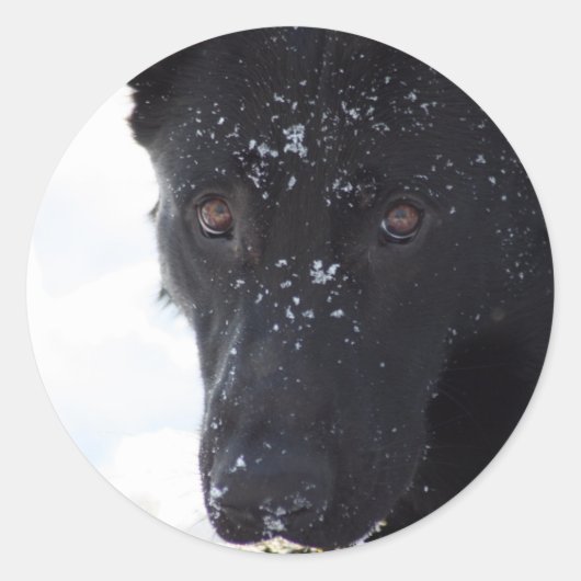 Black German Shepherd Ronde Sticker (Voorkant)