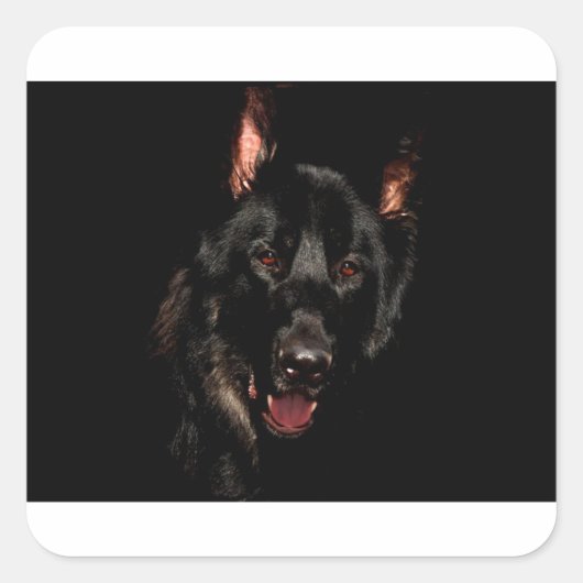 Black German Shepherd Vierkante Sticker (Voorkant)