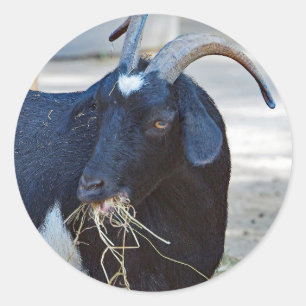 Black Goat Photo Cute Ronde Sticker