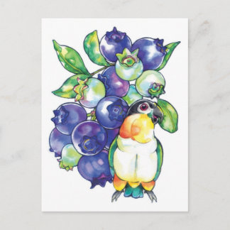 Black Head Caïque met Blueberry Briefkaart