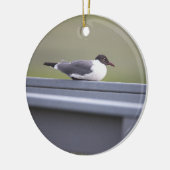 Black-headed Gull Ornament (Links)