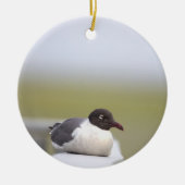 Black-headed Gull Ornament (Voorkant)