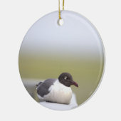 Black-headed Gull Ornament (Links)
