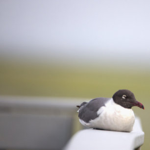 Black-headed Gull Ornament