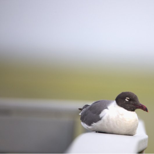 Black-headed Gull Ornament