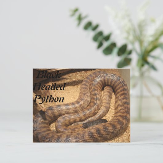 Black Headed Python Briefkaart (Staand voorkant)