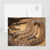 Black Headed Python Briefkaart (Voorkant / Achterkant)