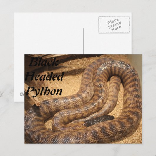 Black Headed Python Briefkaart (Voorkant / Achterkant)