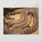 Black Headed Python Briefkaart (Voorkant)