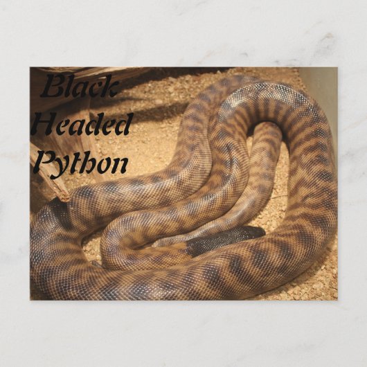 Black Headed Python Briefkaart (Voorkant)