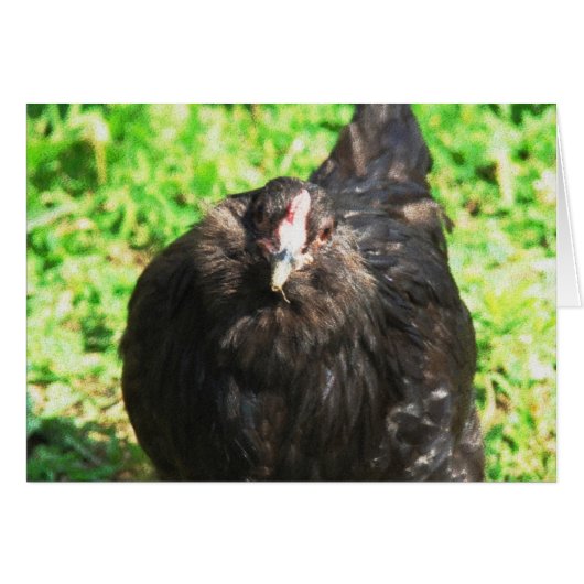 Black Hen (Voorkant Horizontaal)