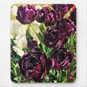 Black Hero Tulips, Oregon Muismat