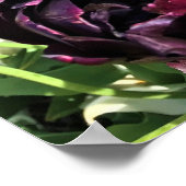 Black Hero Tulips, Oregon Poster (Hoek)