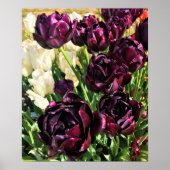Black Hero Tulips, Oregon Poster (Voorkant)