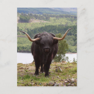 Black Highland bovine, Schotland Briefkaart