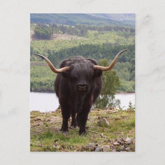 Black Highland bovine, Schotland Briefkaart (Voorkant)