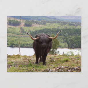 Black Highland bovine, Schotland Briefkaart