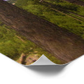 Black Hills, omgevormd door Trees, South Dakota Poster (Hoek)