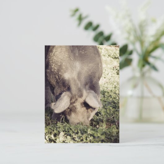 Black Hog Pig Rooking in Grass Briefkaart (Staand voorkant)