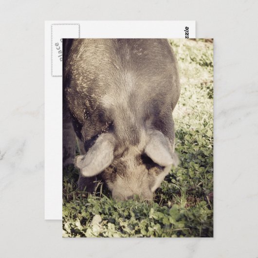 Black Hog Pig Rooking in Grass Briefkaart (Voorkant / Achterkant)