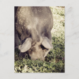 Black Hog Pig Rooking in Grass Briefkaart