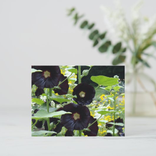 Black Hollyhocks Briefkaart (Staand voorkant)