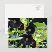 Black Hollyhocks Briefkaart (Voorkant / Achterkant)