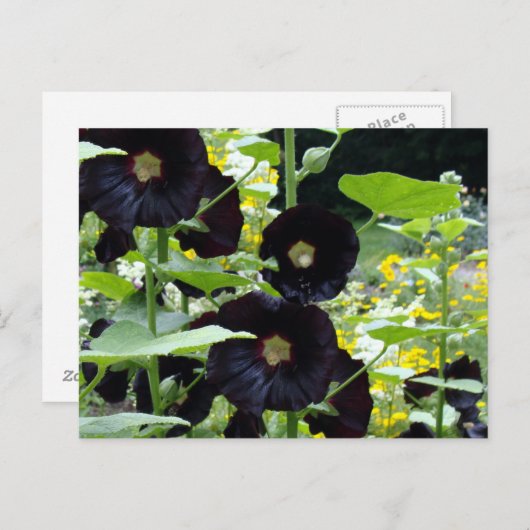 Black Hollyhocks Briefkaart (Voorkant / Achterkant)