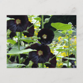 Black Hollyhocks Briefkaart