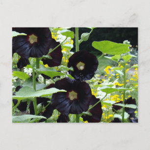 Black Hollyhocks Briefkaart