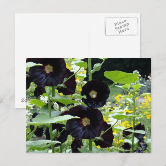 Black Hollyhocks Briefkaart (Voorkant / Achterkant)