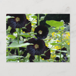 Black Hollyhocks Briefkaart