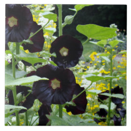 Black Hollyhocks Tegeltje