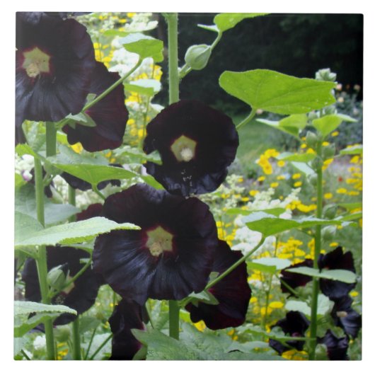 Black Hollyhocks Tegeltje (Voorkant)