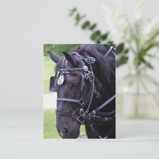 Black Horse 384 Verjaardag Briefkaart (Staand voorkant)