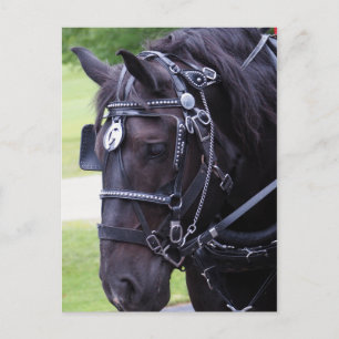 Black Horse 384 Verjaardag Briefkaart