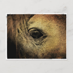 Black Horse Eye Briefkaart